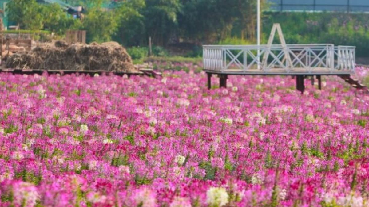 Thung lũng hoa Hồ Tây - ảnh địa điểm 4