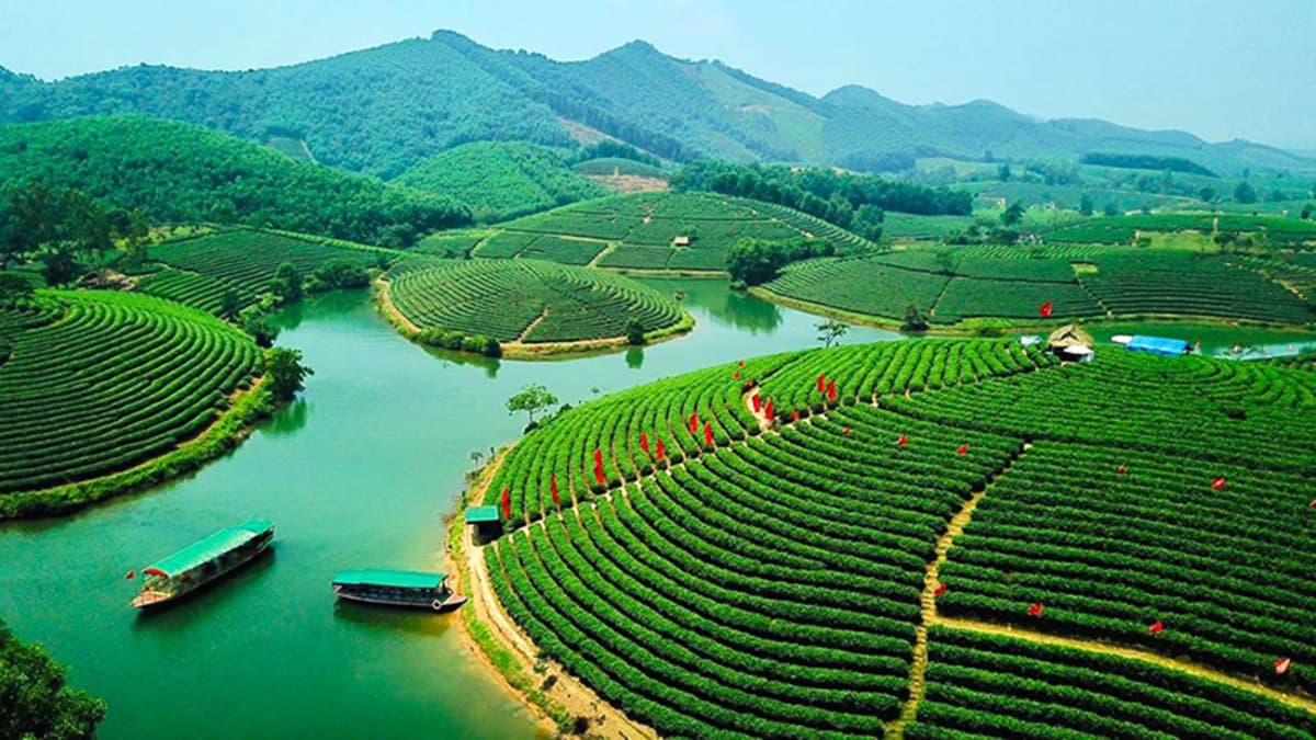 Đảo Chè Thanh Chương