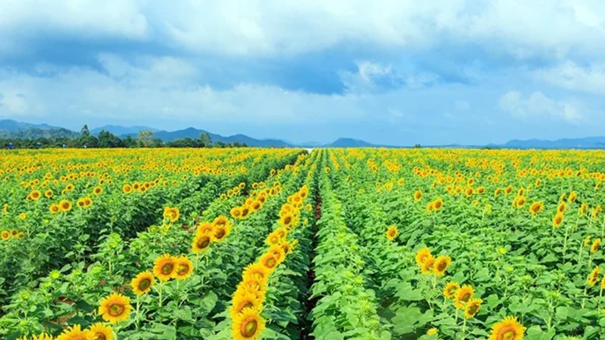 Đồi hoa hướng dương Nghệ An